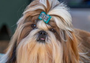 Rosewood rallies to keep showbags flowing