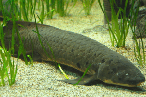 Fish expert calls out lungfish grant