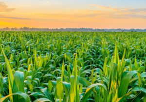 World first and an award win to local company