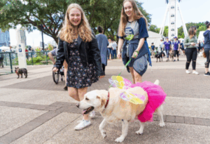 End of RSPCA Paws Walk as economy bites hard