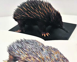 What’s On In Ipswich – 2nd July 2025