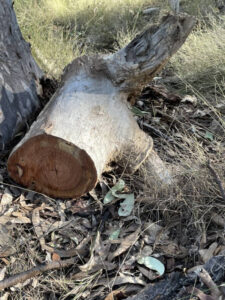 King Charles to receive Woogaroo letter