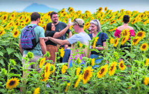 A-mazed among the sunflowers