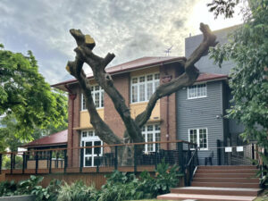 Grand old tree axed over safety fears