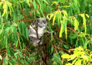 Crickets from Sinnathamby as petition soars to 15K