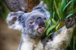 Injured koalas turned away by RSPCA