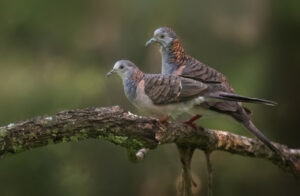 The birds threatened by Springview Village plan