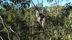 Drone footage shows forest alive with koalas
