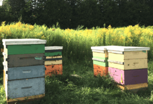 Land tax slashed with Woogaroo beekeeping DA