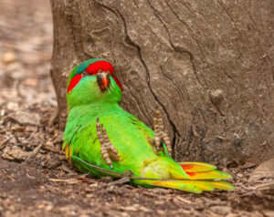 Parrots’ time to get merry