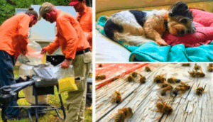 Fire ant campaigners to rally on Saturday