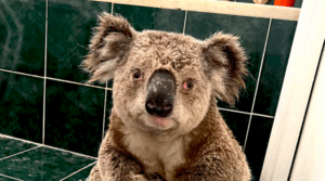 The ‘meaningless tokenism’ of 32ha koala reserve