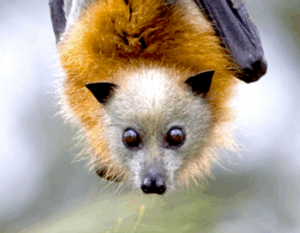 Helping hand to support flying fox roosts