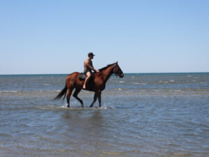 Healing with horsemanship: Ipswich man inspires others to get back on the horse