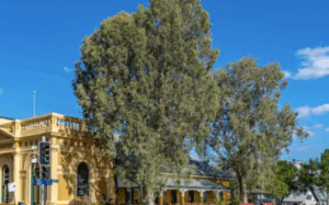 Creatives to rally to save d’arcy Doyle paperbarks