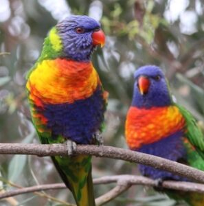 Why Aussie Bird Count results might surprise you