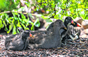 In celebration of Spring at the Ipswich Nature Centre