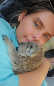 Koalas under threat: Ipswich family fights back