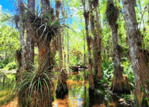 When Redbank Plains looked like the Everglades