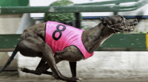 Third Ipswich death in fortnight at track