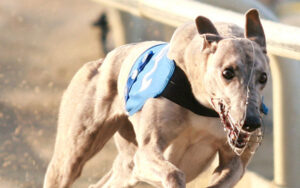 Trainer banned from keeping greyhounds