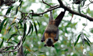 Have your say on flying fox management