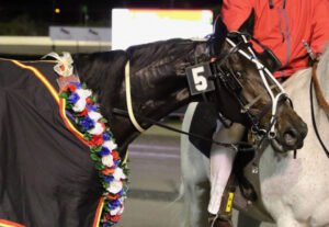 Tamborine trot trainer’s up and comer: Teddy Disco
