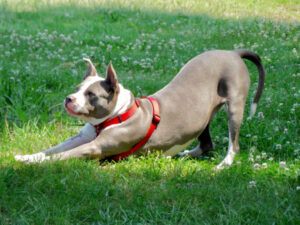 Ipswich locals get the call up to become temporary pet parents and volunteers