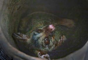 Senator to talk with Plibersek over Woogaroo