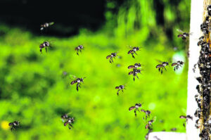 Bees buzziness for City Group