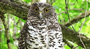 Developer delays Woogaroo EPCB submissions process