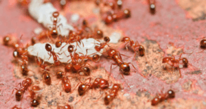 Fire ant plan ‘propaganda … of dubious merit’