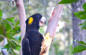 Cockatoos, echidnas filmed as development looms