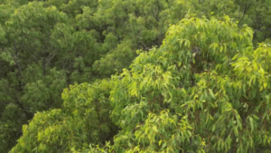 Watch Woogaroo koala Tanya in treetop home