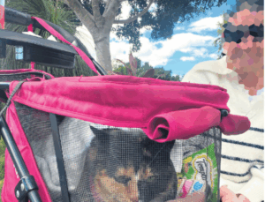 Homeless Wendy shivers through winter in car