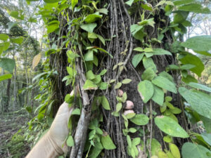 Negligence: Cats claw chokes out Bellbird Park