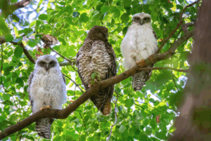 Family life is a real hoot