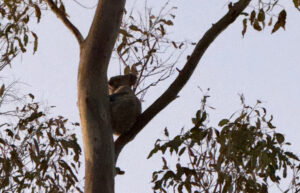 Developer smashes koala trees despite DA refusal