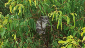 Liveability of the Ipswich region … who decides?