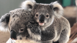 State to rule on Bellbird Park plan