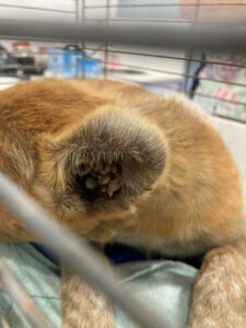 Tick season has real bite to it