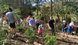 Bushcare volunteers wanted