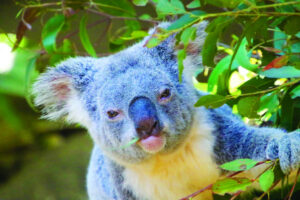 Koala corridor development rejected