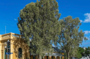 Letters: trees info needed; failing our homeless