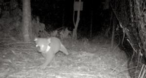 AI tech keeps eye out for koalas