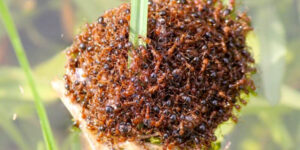 Council fire ant complaint sent to ‘wrong Minister’