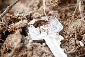 Fire ants on the move after floods