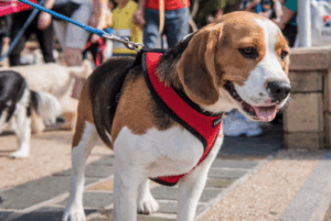 Fees to rise for council services