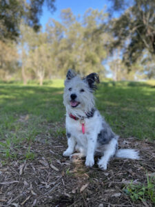 Hidden Vale retreat’s James Bond connection