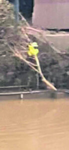 Council foliage tossers caught in the act